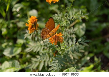Butterfly on the green leaf. Abstract beautiful light from sunshine.