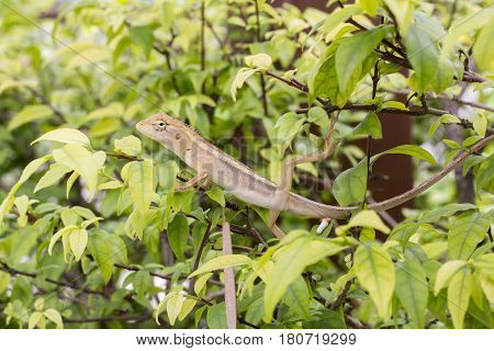 Select eye focus Lizard in thailand. Beautiful Chameleon species in Thailand perched on branch in nature.( Bearded Dragon)
