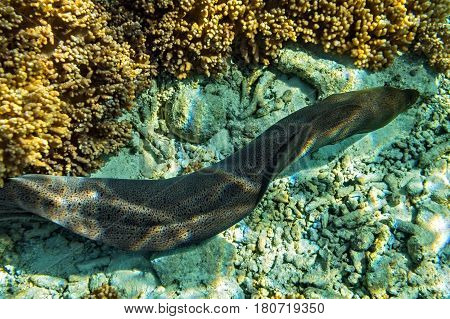 Moray eel is on coral reef Maldives The Indian Ocean
