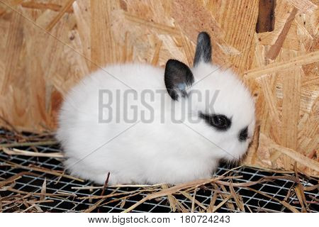 Female Baby Lionhead Rabbit in Its Cage