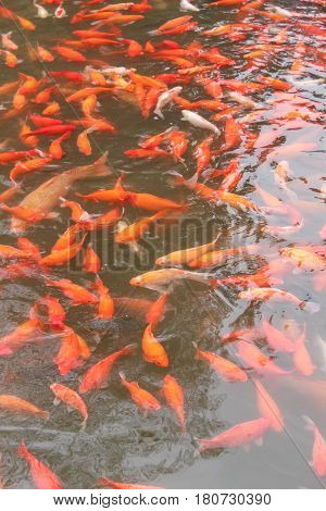 Koi carp fish in the lake or pond. Top view. Vertical.