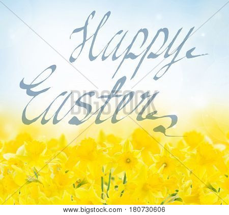 spring yellow narcissus in garden on blue bokeh background with happy easter greetings