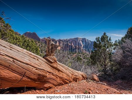 Downed Tree in Kolob Canyon with snow capped mountains in past