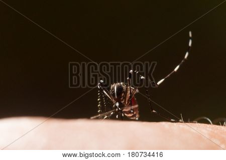 Aedes Aegypti. Close Up A Mosquito Sucking Human Blood.