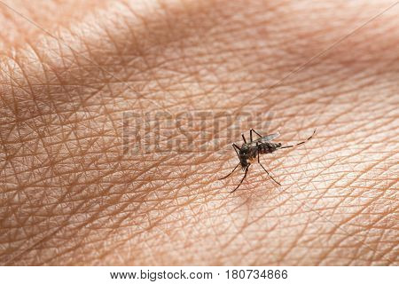 Aedes Aegypti. Close Up A Mosquito Sucking Human Blood.