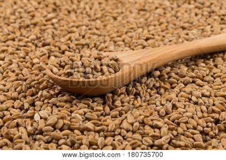 Wheat Grain On White
