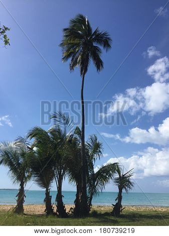 palm trees, Luquillo beach in Puerto Rico