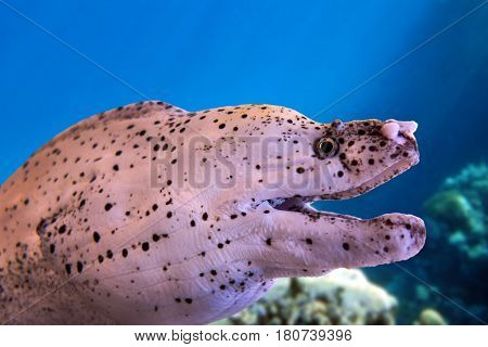 White moray eel - with coral reef