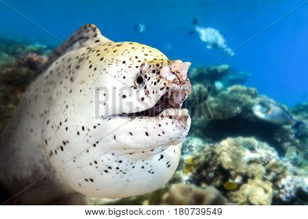 White moray eel - with coral reef