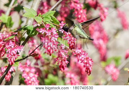 small green hummingbird bird near the flowers on blury background