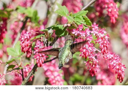 small green hummingbird bird near the flowers on blury background