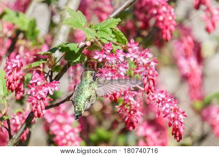 small green hummingbird bird near the flowers on blury background