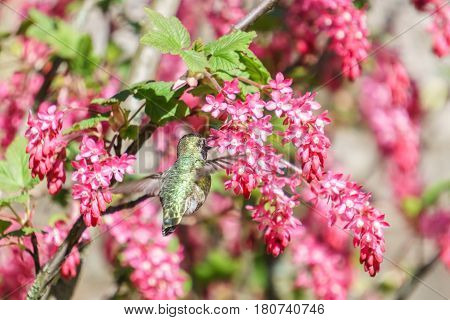 small green hummingbird bird near the flowers on blury background