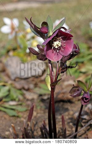 Helleborus purpurascens (also called purple Hellebore and Christmas rose). Winter flowering herbaceous perennial grown for purple cup-shaped flowers.
