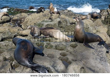 Sea Lion -  family seal on the beach, La Jolla, California.