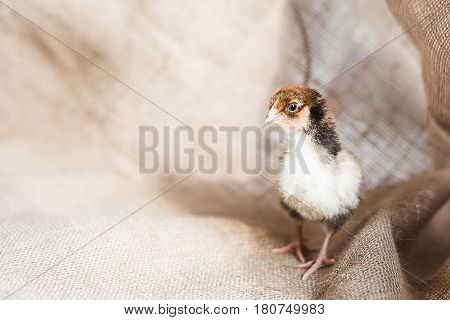 A delicate tricolor chicken against a rough fabric background. Little depth of field focus on the head of a chicken.