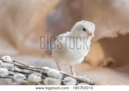 A light yellow little chicken next to a willow branch on a background of rough fabric. Little depth of field focus on the head of a chicken.