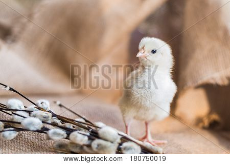 A light yellow little chicken next to a willow branch on a background of rough fabric. Little depth of field focus on the head of a chicken.