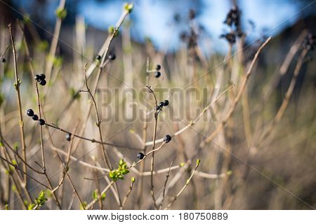 Dry Bush With Berries