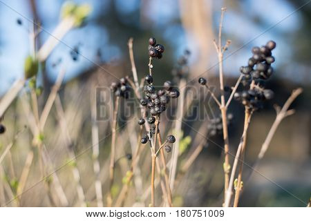 Dry Bush With Berries