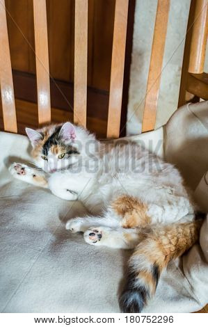 Close up white red cat lying on a wooden chair and looking at the camera