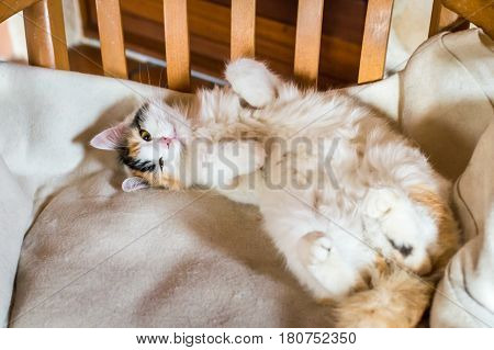 Close up white red cat lying on a wooden chair and looking at the camera