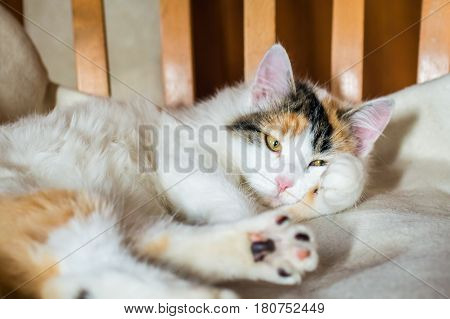 Close up white red cat lying on a wooden chair and looking at the camera