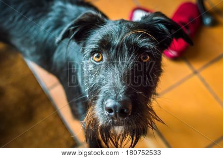 Closeup wet black dog in the kitchen looking at camera in France