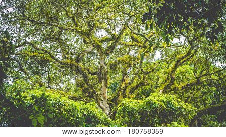 Branches of a top huge ancient Banyan tree covered by moos in Bali Jungle.