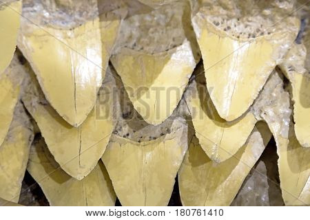 The inside of the mouth of a shark, showing the rows of teeth. If a shark loses a tooth, a replacement spins into place to fill the gap. Isolated on white background. 