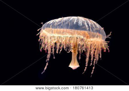 Japanese flower hat jelly, Olindias formosus, found in the West Pacific off of southern Japan. Isolated on black background. 