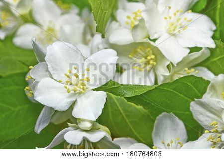 White jasmine. The branch delicate spring flowers