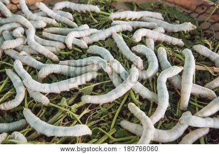 Silk worms eating green leaves / Silk production