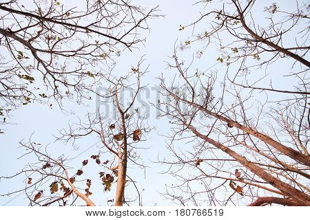 Abscission. A tree dropping old leaves and having new leaves in winter Thailand