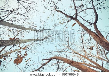 Abscission. A tree dropping old leaves and having new leaves in winter Thailand