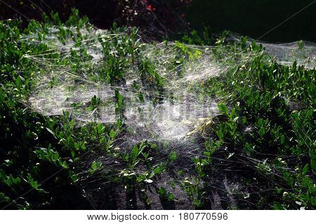 Spider webs cover the leaves and branches of a Korean boxwood (Buxus sinica) growing in a garden in front of a house in Joliet, Illinois during September.
