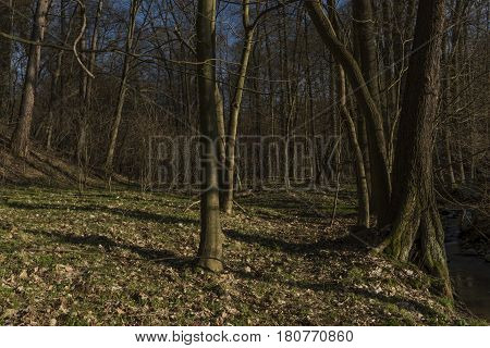 Probostovsky creek near Bynov village in spring dark sunny evening