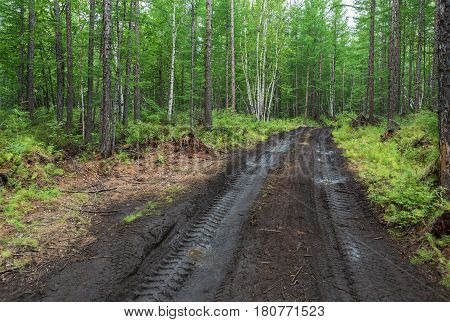 Road to the Klyuchevskoy Nature Park. Kamchatka Peninsula.