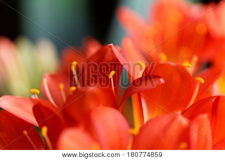 Details of a Natal lily flower (Clivia miniata)