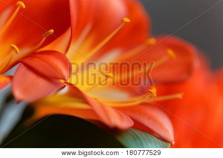 Details of a Natal lily flower (Clivia miniata)