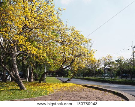 yellow Tabebuia rosea tree lines and flowers fall on grass ground