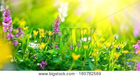 Beautiful meadow field with wild flowers. Spring Wildflowers closeup. Health care concept. Rural field. Alternative medicine. Environment