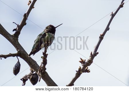 small hummingbird bird on the branch against clean blue sky
