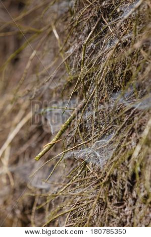 Closeup Of Cobweb On Moss Tree