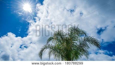 View from below of palm with sunburst