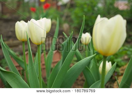 Beautiful Whitel Tulips In Garden Bed