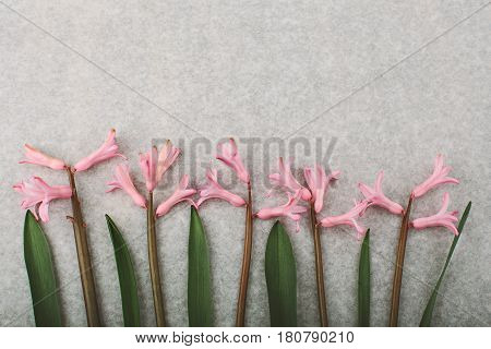 Floral composition made of hiacintus flowers. Flat lay, top view