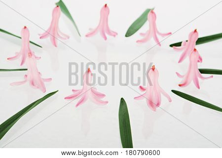 Floral composition made of hiacintus flowers. Flat lay, top view