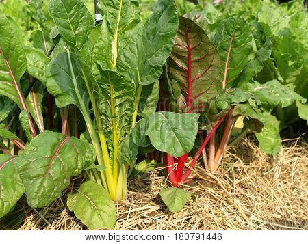Swiss chard healthy colorful leaves in garden.