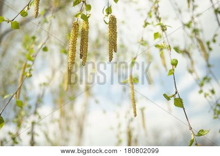 Birch Catkins On A Branch Closeup Spring. Birch Bud (alnus, Alder, Betulaceae) On A Nature Spring Ba